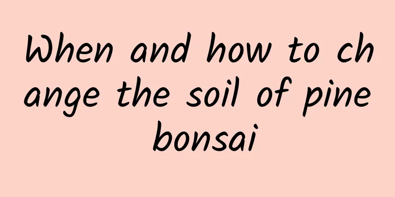 When and how to change the soil of pine bonsai
