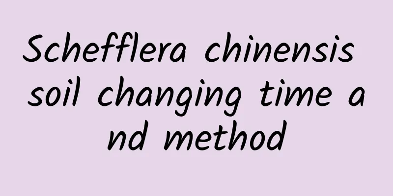 Schefflera chinensis soil changing time and method