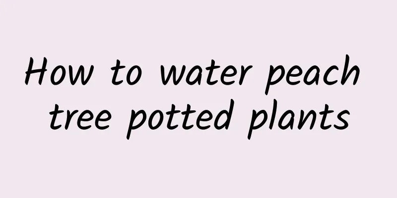 How to water peach tree potted plants