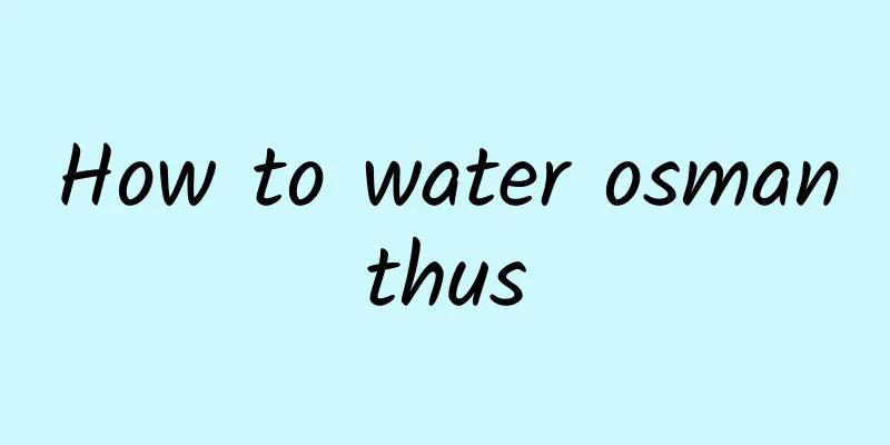 How to water osmanthus