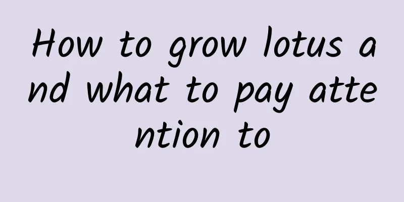 How to grow lotus and what to pay attention to