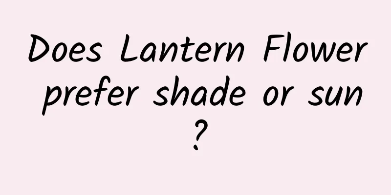 Does Lantern Flower prefer shade or sun?