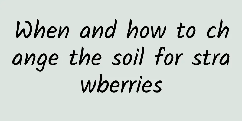 When and how to change the soil for strawberries