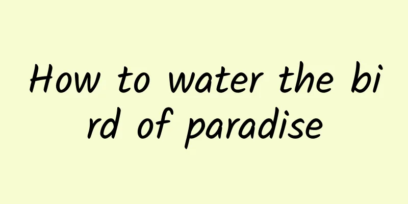 How to water the bird of paradise