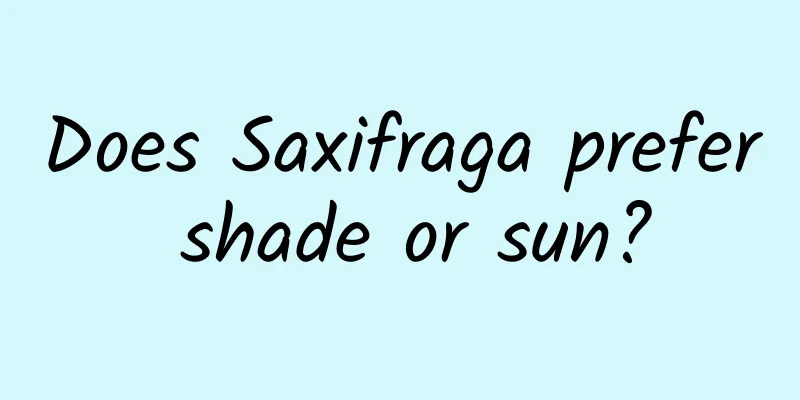 Does Saxifraga prefer shade or sun?