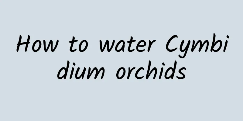 How to water Cymbidium orchids
