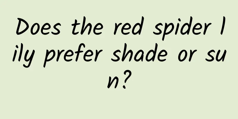 Does the red spider lily prefer shade or sun?