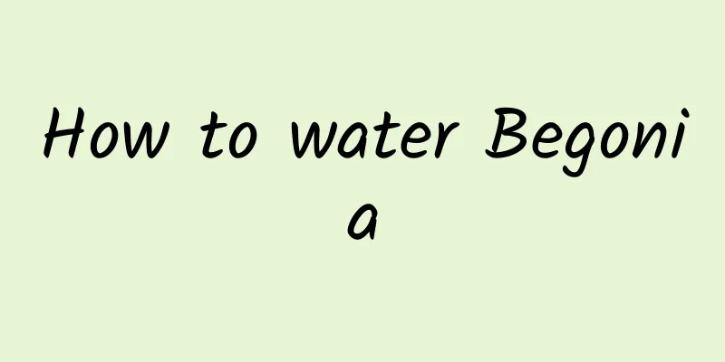 How to water Begonia