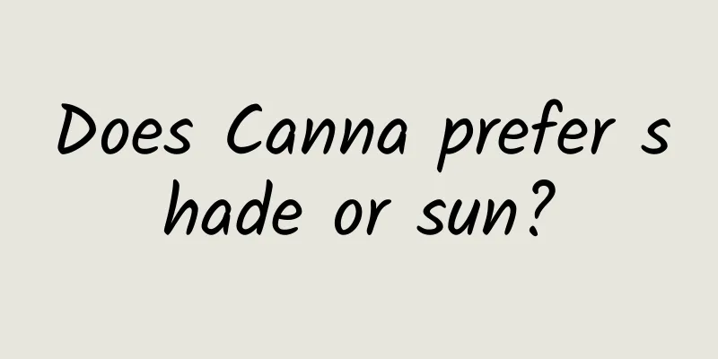 Does Canna prefer shade or sun?