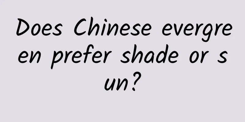 Does Chinese evergreen prefer shade or sun?