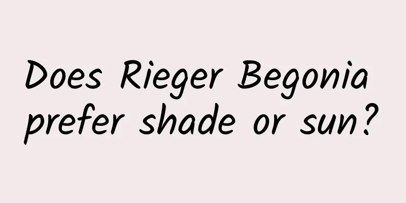 Does Rieger Begonia prefer shade or sun?