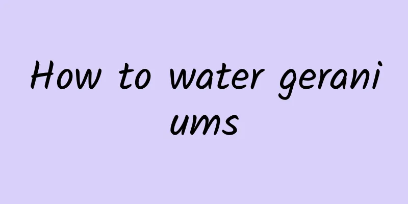 How to water geraniums