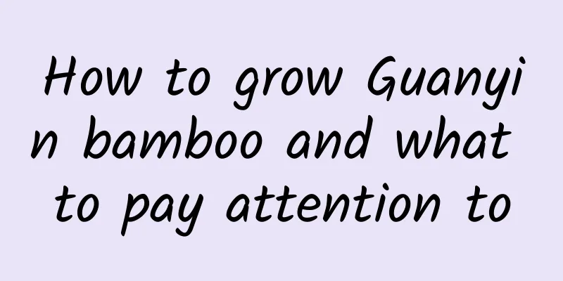 How to grow Guanyin bamboo and what to pay attention to