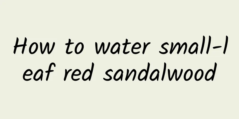 How to water small-leaf red sandalwood