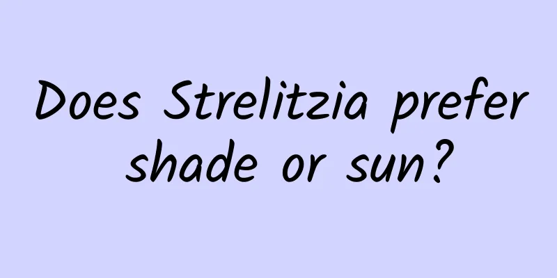 Does Strelitzia prefer shade or sun?