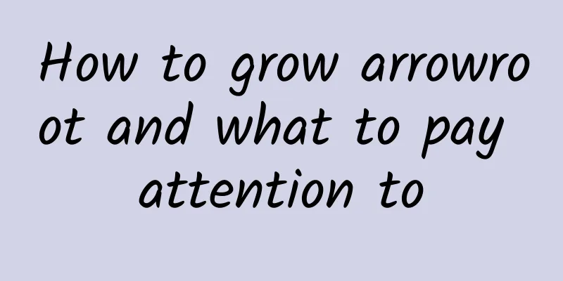 How to grow arrowroot and what to pay attention to