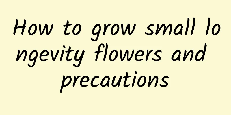 How to grow small longevity flowers and precautions