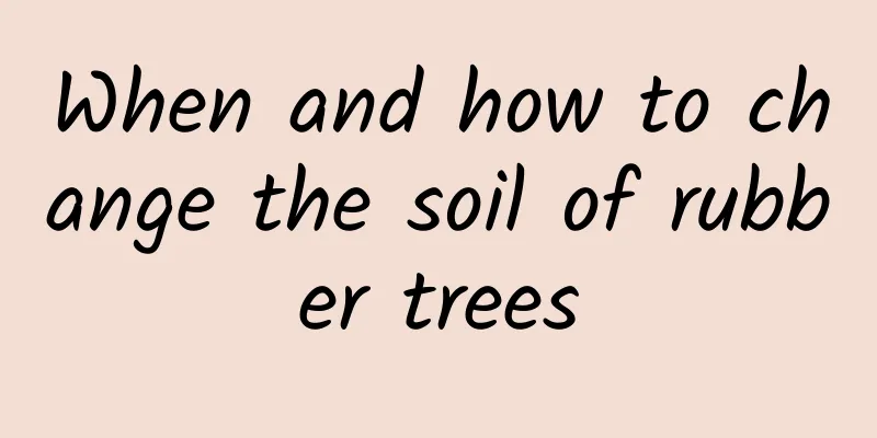 When and how to change the soil of rubber trees