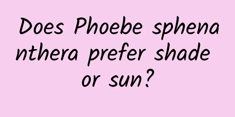 Does Phoebe sphenanthera prefer shade or sun?