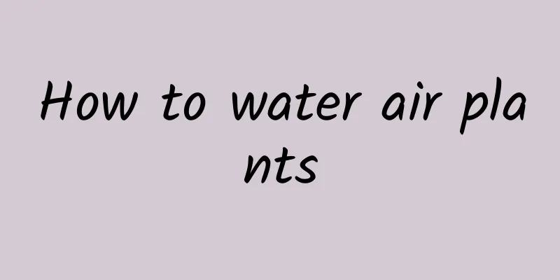How to water air plants