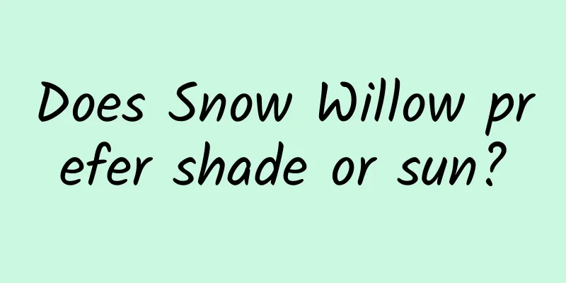 Does Snow Willow prefer shade or sun?