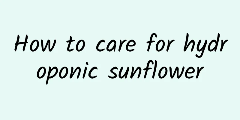 How to care for hydroponic sunflower