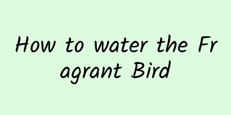 How to water the Fragrant Bird