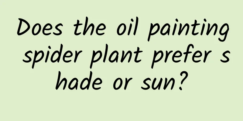 Does the oil painting spider plant prefer shade or sun?