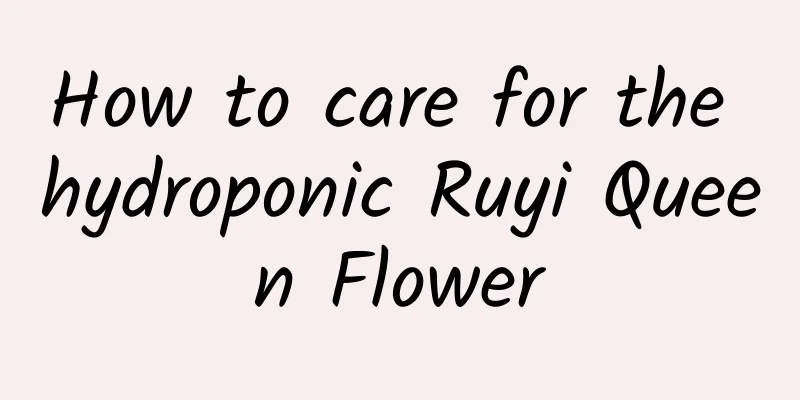 How to care for the hydroponic Ruyi Queen Flower