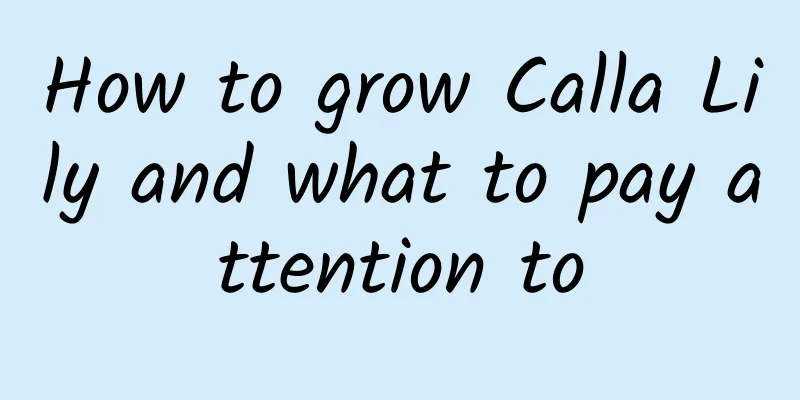 How to grow Calla Lily and what to pay attention to
