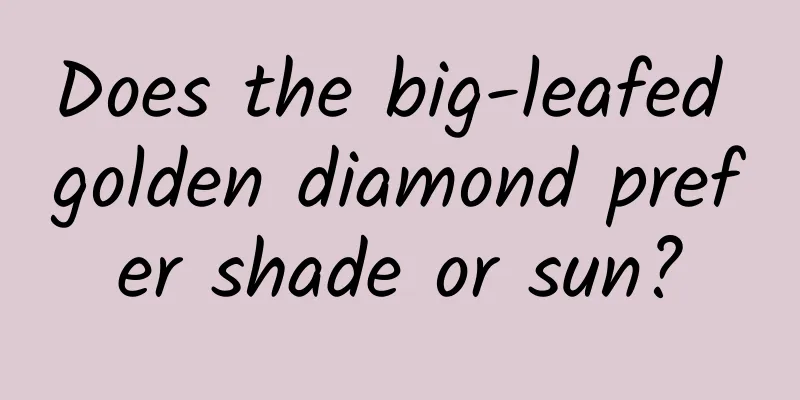 Does the big-leafed golden diamond prefer shade or sun?