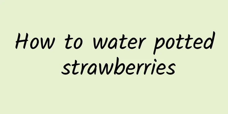 How to water potted strawberries