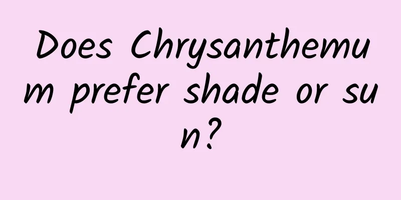 Does Chrysanthemum prefer shade or sun?