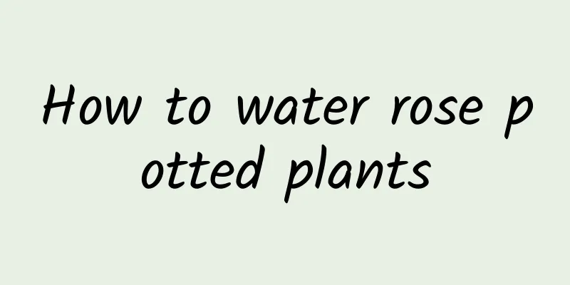 How to water rose potted plants