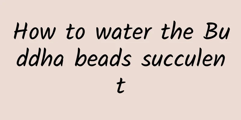 How to water the Buddha beads succulent