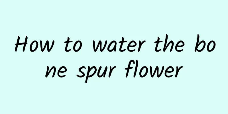 How to water the bone spur flower
