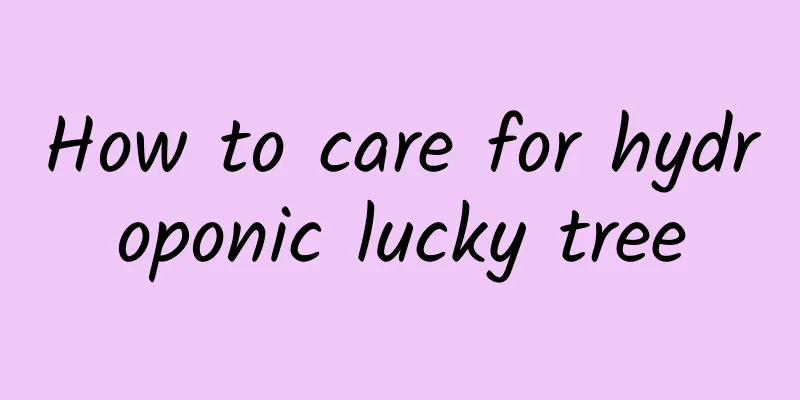 How to care for hydroponic lucky tree