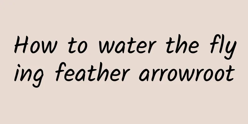 How to water the flying feather arrowroot