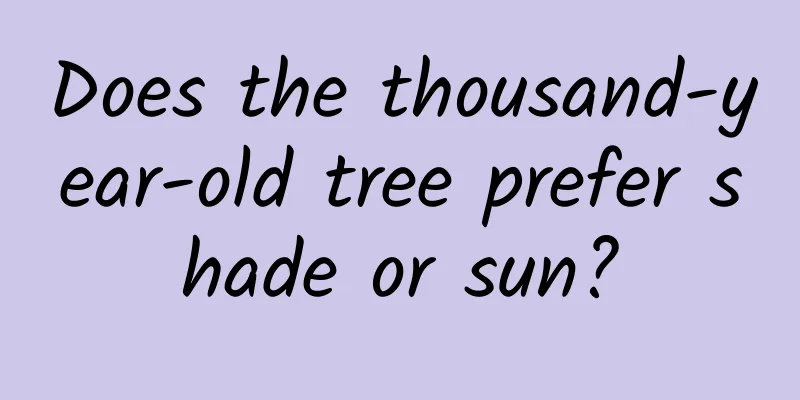 Does the thousand-year-old tree prefer shade or sun?