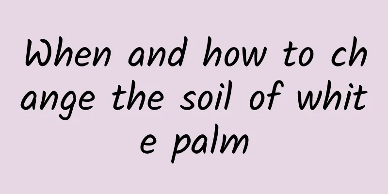 When and how to change the soil of white palm
