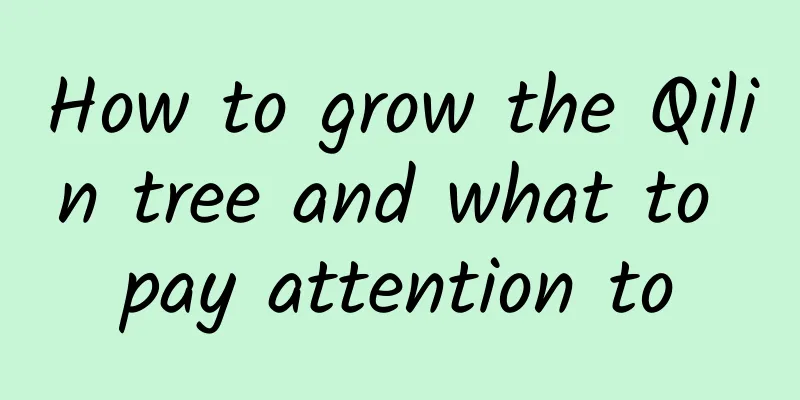How to grow the Qilin tree and what to pay attention to
