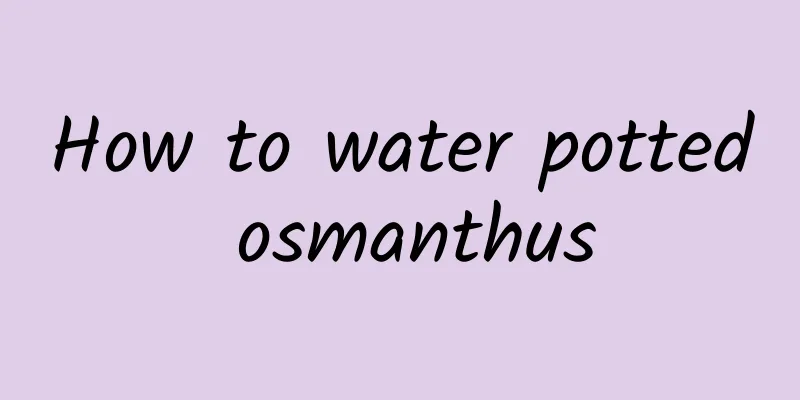 How to water potted osmanthus