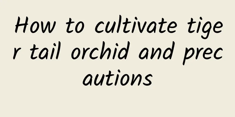 How to cultivate tiger tail orchid and precautions