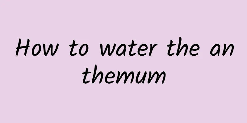 How to water the anthemum