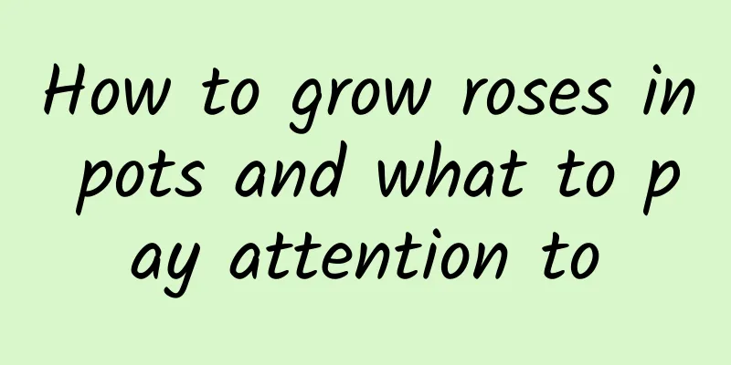 How to grow roses in pots and what to pay attention to