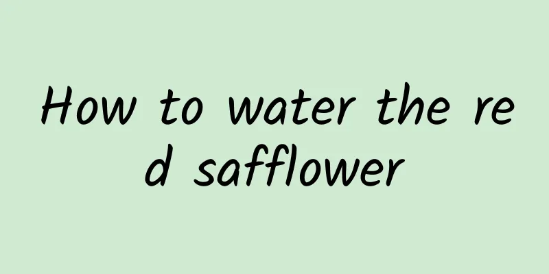 How to water the red safflower
