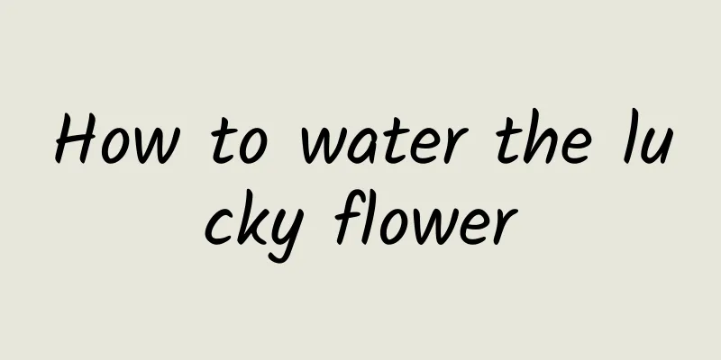 How to water the lucky flower