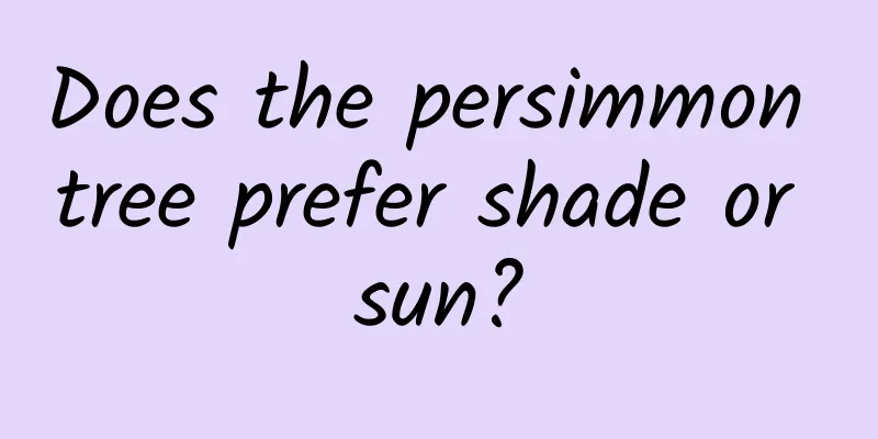 Does the persimmon tree prefer shade or sun?