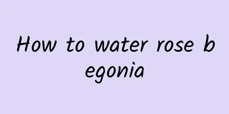 How to water rose begonia