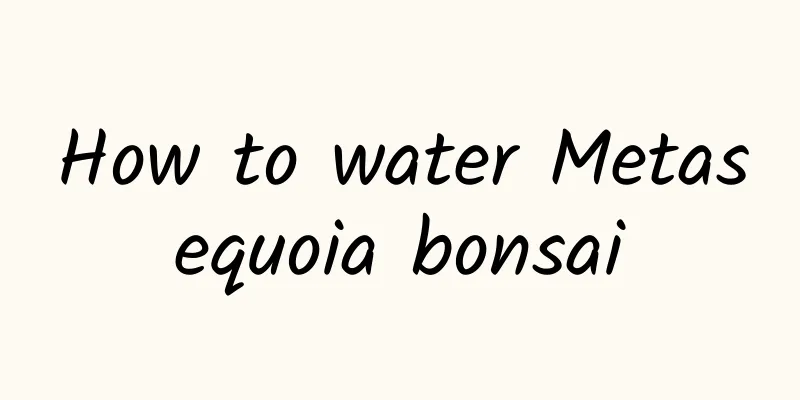 How to water Metasequoia bonsai